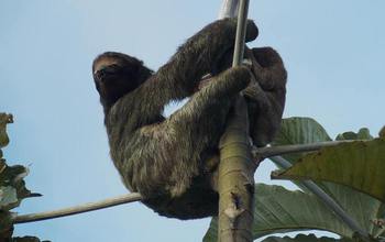 A mother and juvenile three-toed sloth in the tree canopy at the scientists' study site.